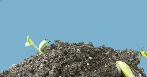 Fresh cucumber growing macro time-lapse. Closeup of germination and growth of Stock Footage 244159802