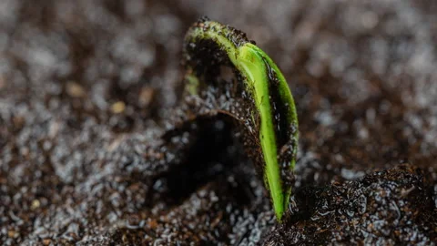 Fresh cucumber growing macro time lapse. Close-up of tiny leaves sprouting and Stock Footage 256184014