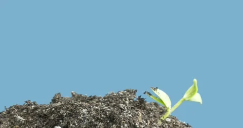 Fresh cucumber growing macro time-lapse. Closeup of germination and growth of Stock Footage 275841166