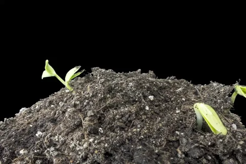 Fresh cucumber growing macro time-lapse. Closeup of germination and growth of Stock Footage 291789427