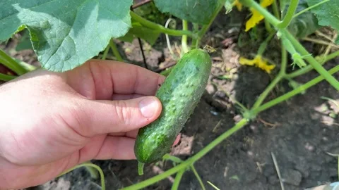 Fresh Cucumber Harvest 스톡 동영상 311657901