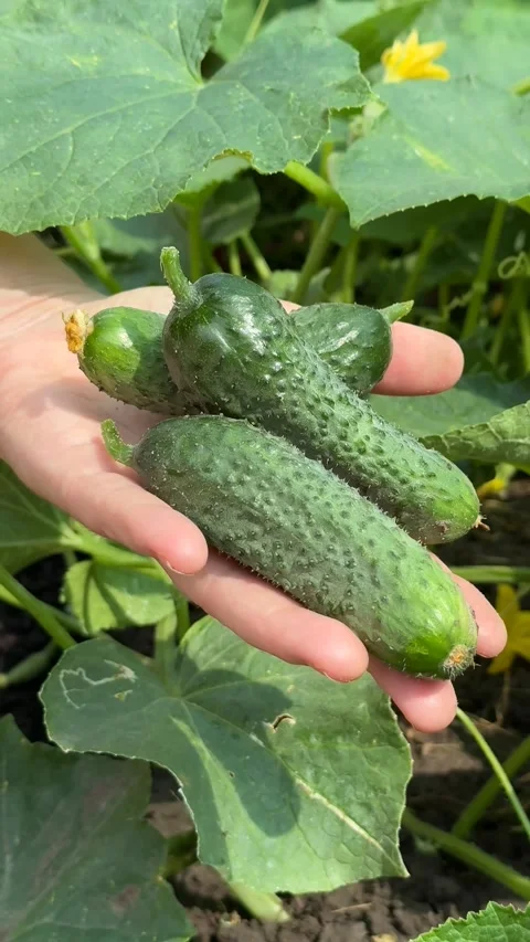 Fresh Cucumber Harvest Stock Footage 311658059
