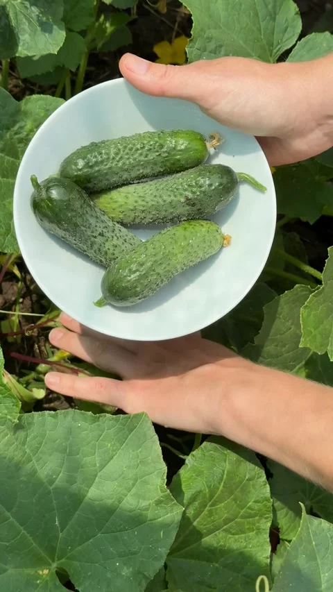 Fresh Cucumber Harvest Stock Footage 311658131