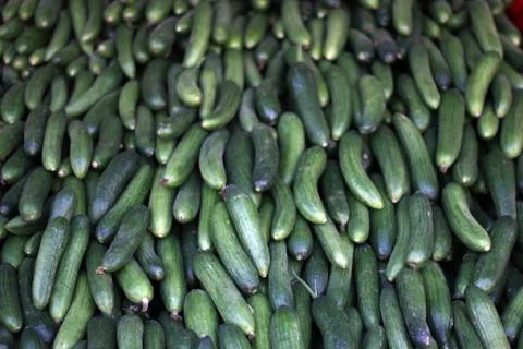 Fresh Cucumber 写真素材