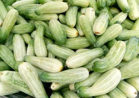 Fresh  Cucumber Stock Photos