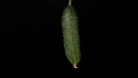 Fresh cucumber rotates on a black background Stock Footage 126343892