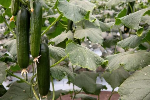 Fresh cucumber still on the plant Foto stock