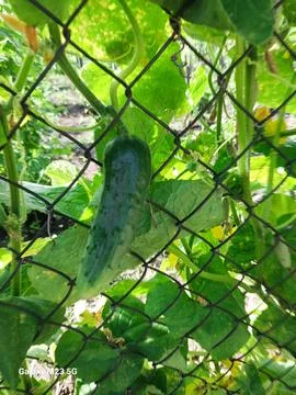 Fresh Cucumber on a Vine Stock Photos