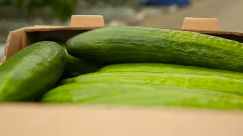 Fresh cucumbers in a box Stock Footage 62635720