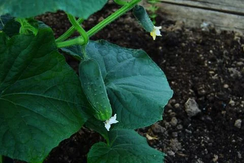 Fresh cucumbers on a branch in selective focus. cucumber growing concept Stock Photos