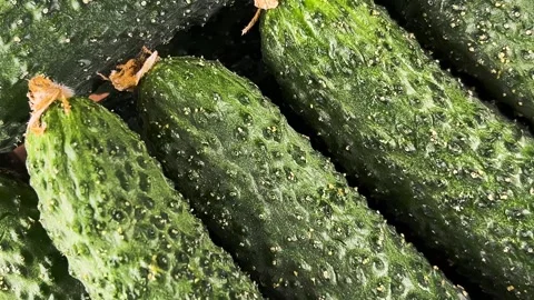 Fresh Cucumbers Close-Up Rotation. Видео 276485497