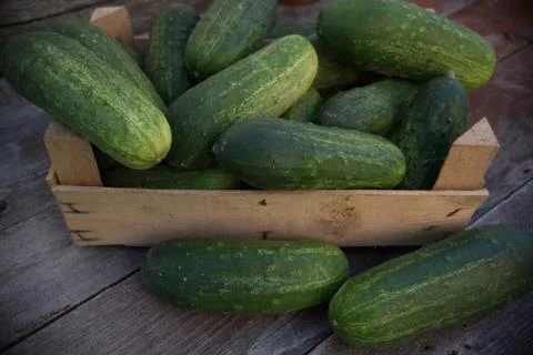 Fresh cucumbers in creat Stock Photos