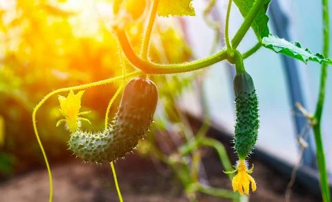 Fresh cucumbers developing on vine in a garden during sunny afternoon Foto stock