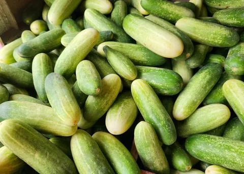 Fresh cucumbers displayed at a local market. Stock Photos
