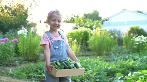 Fresh cucumbers from the garden in the hands of a cute blonde girl, organic Stock Footage 169157348