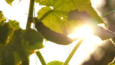 Fresh cucumbers grown in open field. Cucumber grows on a flowering bush in warm Video stock 147010475