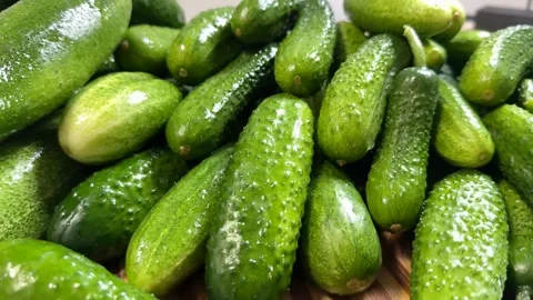 Fresh Cucumbers Harvest Stock Footage 313363676