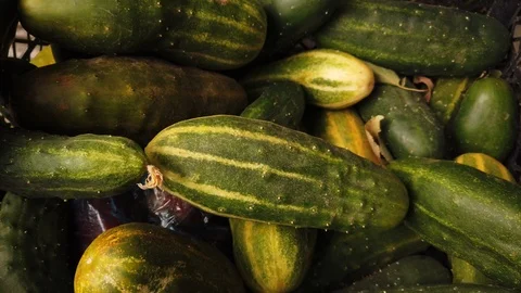 Fresh cucumbers lie in a plastic box for vegetables - 2. Vídeos de archivo 116565291
