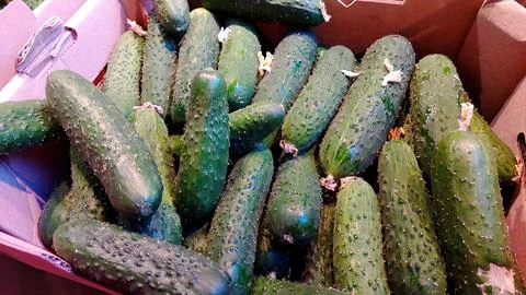 Fresh Cucumbers Packed in a Cardboard Box for Market Distribution in a Loca.. 스톡 사진