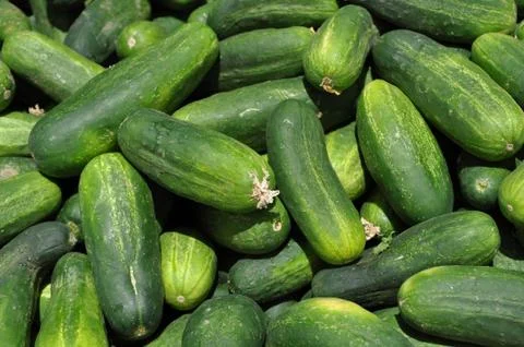Fresh cucumbers Stock-Fotos