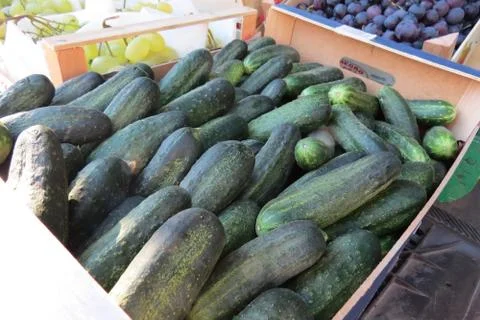 Fresh cucumbers Stock Photos