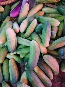 Fresh Cucumbers 스톡 사진