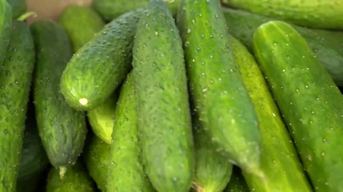Fresh cucumbers on the shelf Stock Footage 161816019