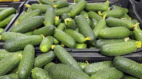 Fresh cucumbers stacked in black crates for sale at a local market  Stock Footage 331928022