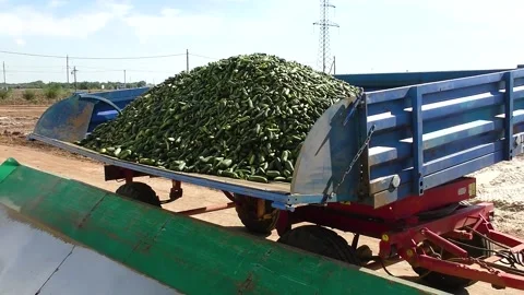 Fresh cucumbers on vegetable processing factory Stock Footage 222585297