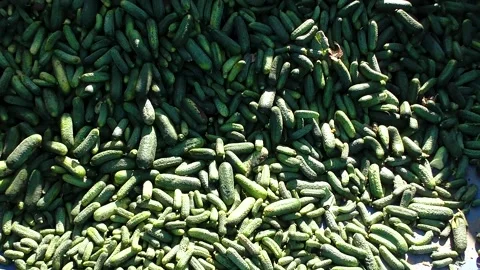 Fresh cucumbers on vegetable processing factory Stock Footage 222585338