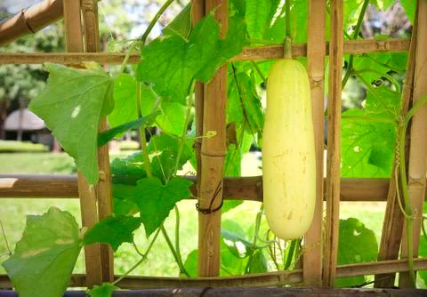 Fresh cucurbit Stock Photos