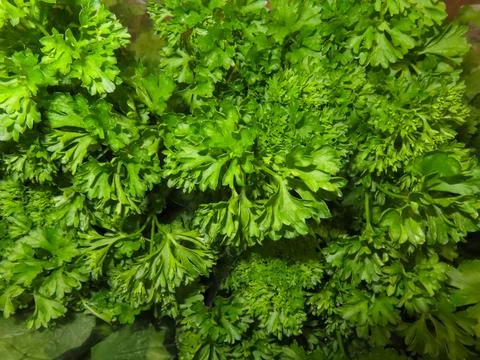 Fresh curly and flat-leaf parsley leaves, vibrant green herbs Stock Photos