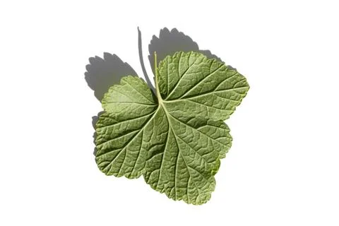 Fresh currant tree leaf isolated on white. reverse side Stock Photos