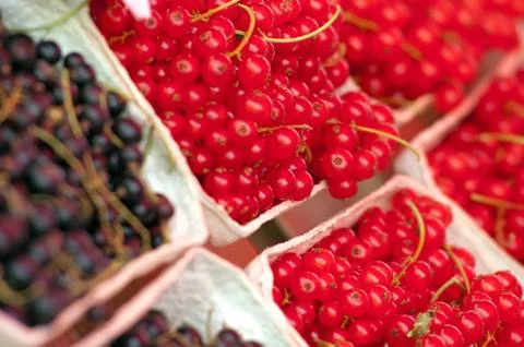 Fresh currants Stock Photos