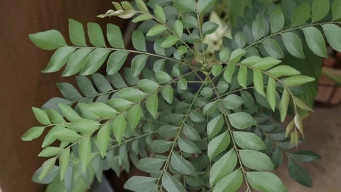 Fresh curry leaf plant Stock Footage 109467194