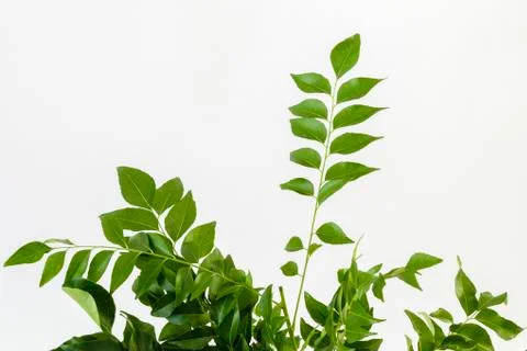 Fresh curry leaves Foto stock