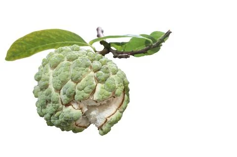 Fresh Custard Apple with leaf isolated on white background Stock Photos