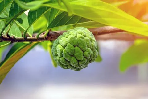 Fresh custard apple on tree branch with blurred nature background and copy .. Stock Photos