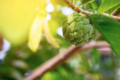 Fresh custard apple on tree branch with blurred nature background and copy .. Stock Photos