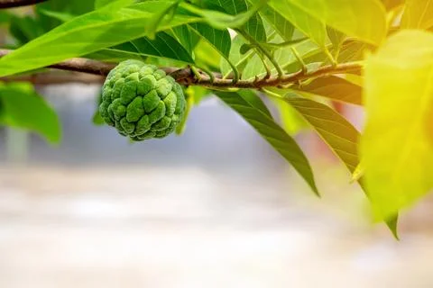 Fresh custard apple on tree branch with blurred nature background and copy .. Stock Photos