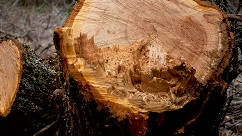 A fresh cut of a freshly cut tree. Panorama Video stock 251663840