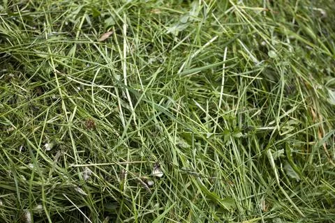 Fresh cut green grass texture Fresh mown green grass or hay background tex... Stock Photos