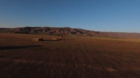 Fresh Cut Hay in Rows in field.  Aerial Drone Shot Video stock 245060122