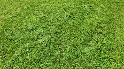 Fresh cut lawn Stock Footage 339303452