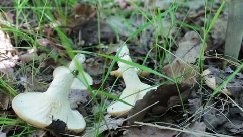 Fresh cut mushrooms with knife lie on the grass. Mushroom picking mushrooms in Stock Footage