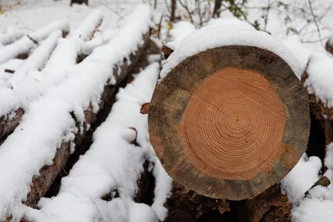 Fresh Cut Pine Log in Snow with Visible Annual Growth Rings Stock Photos