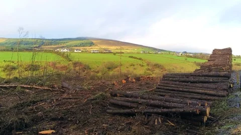 Fresh Cut Pine Trees Stock Footage 101416569