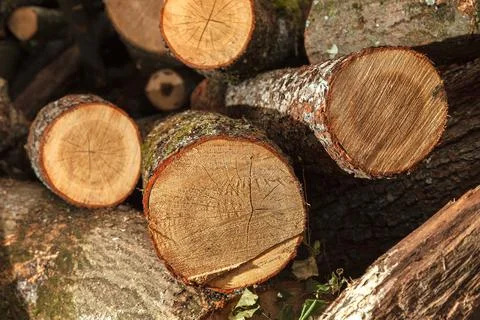 Fresh cut solid wood logs for heating in winter. Photos