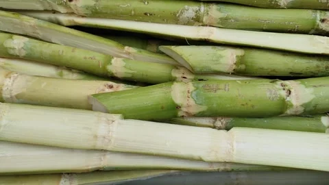 Fresh cut of sugar cane stems Stock Footage 262625783
