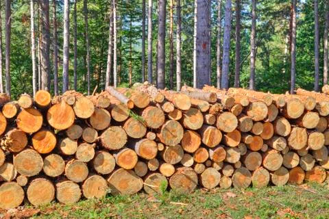 Fresh cut timber in the forest